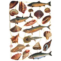 Fish & Seashells Scraps ~ Germany