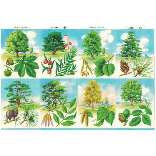 Mixed Trees and Their Leaves ~ Vintage MLP ~ England ~ Out of Print