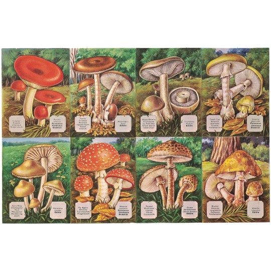 Mixed Mushrooms and Their Names ~ Vintage MLP ~ England ~ Out of Print