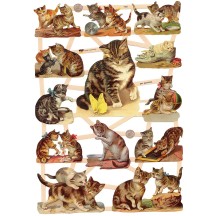 Kitty Cats Playing and Making Mischeif Scraps ~ Germany ~ New for 2015