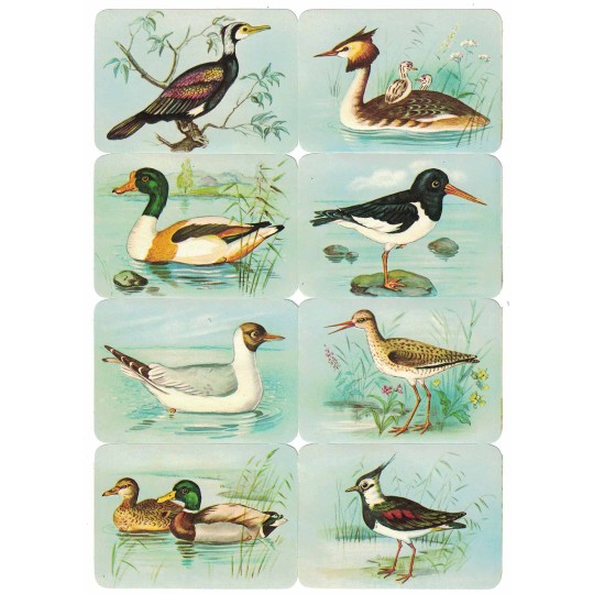 Ducks and Water Birds Scraps ~ Vintage Kruger ~ Germany