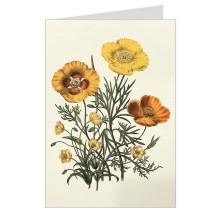 Orange Flowers Fancy Card with Gold Highlights ~ Rossi Italy