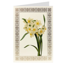 Narcissus Fancy Card with Elaborate Golden Border ~ Rossi Italy