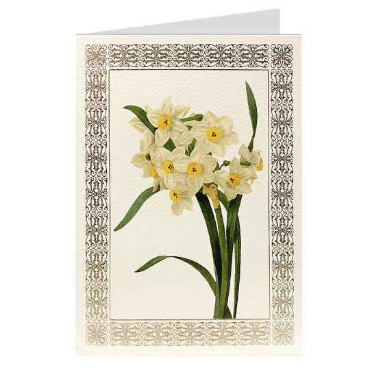 Narcissus Fancy Card with Elaborate Golden Border ~ Rossi Italy