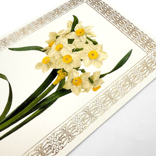 Narcissus Fancy Card with Elaborate Golden Border ~ Rossi Italy