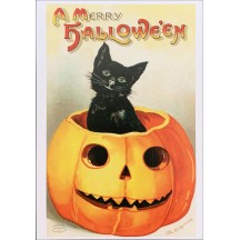 Black Cat in Pumpkin Halloween Postcard ~ Holland