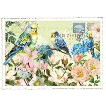 Parakeets and Pastel Roses Postcard ~ Germany