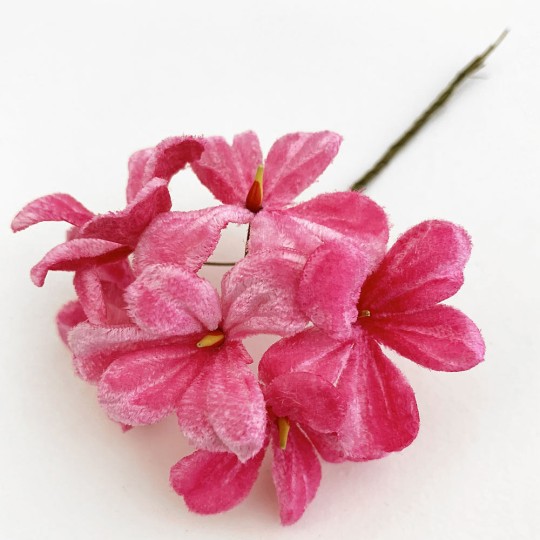 Bundle of 6 Velvet Violets ~ Czech Republic ~ Medium Pink