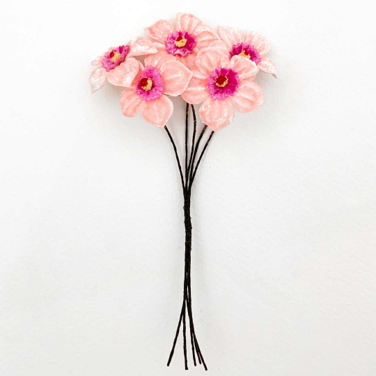5 Light Pink + Pink Velvet Narcissus ~ Czech Republic
