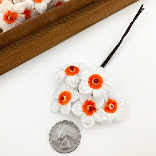 5 White + Orange Velvet Narcissus ~ Czech Republic