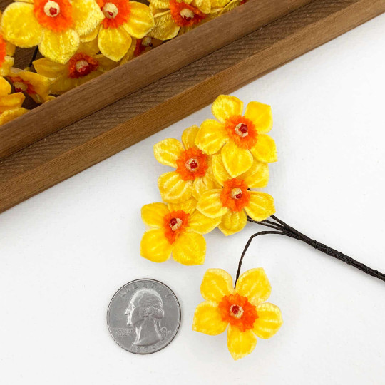 5 Yellow + Orange Velvet Narcissus ~ Czech Republic