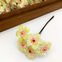 5 Light Yellow + PInk Velvet Narcissus ~ Czech Republic