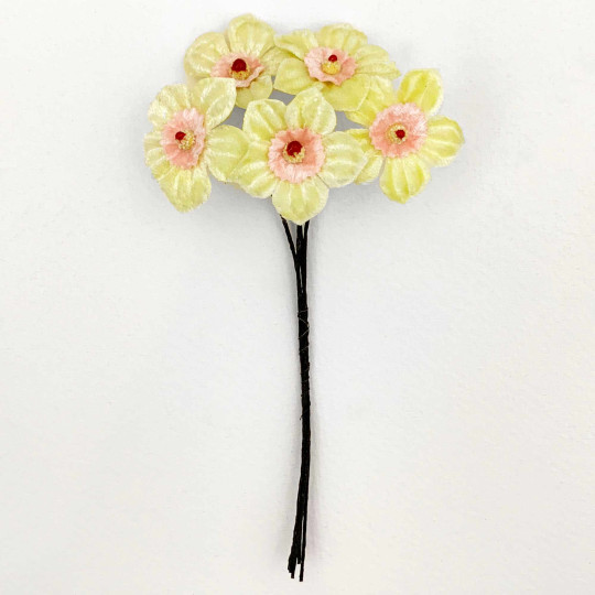 5 Light Yellow + PInk Velvet Narcissus ~ Czech Republic