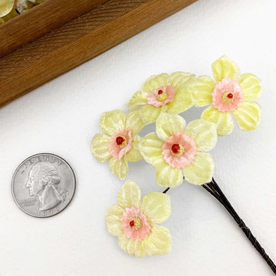5 Light Yellow + PInk Velvet Narcissus ~ Czech Republic