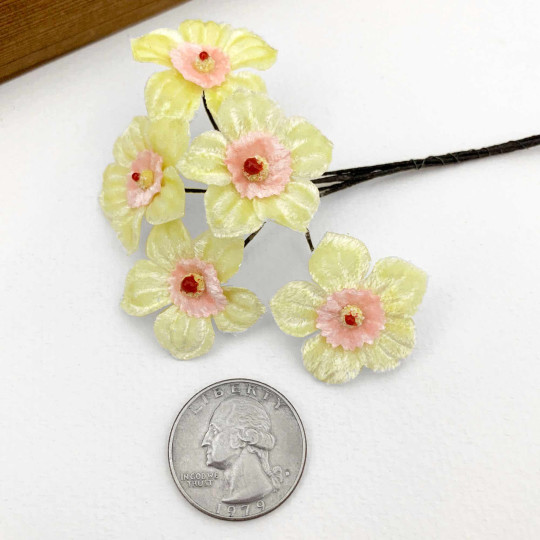 5 Light Yellow + PInk Velvet Narcissus ~ Czech Republic