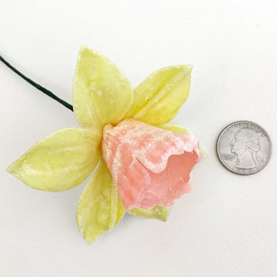 Large Light Pink and Yellow Velvet Daffodil ~ Czech Republic