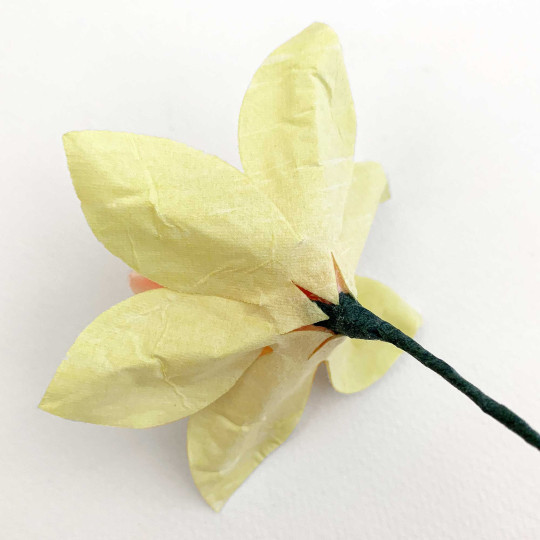 Large Light Pink and Yellow Velvet Daffodil ~ Czech Republic