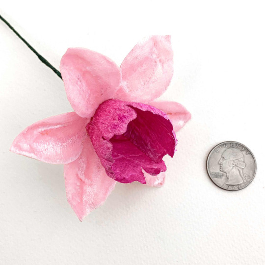 Large Pink Velvet Daffodil ~ Czech Republic
