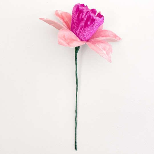 Large Pink Velvet Daffodil ~ Czech Republic