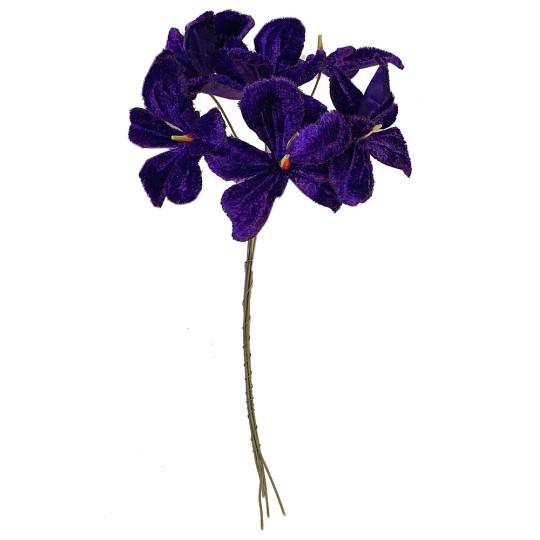 Bundle of 6 Velvet Violets ~ Czech Republic ~ Violet Purple