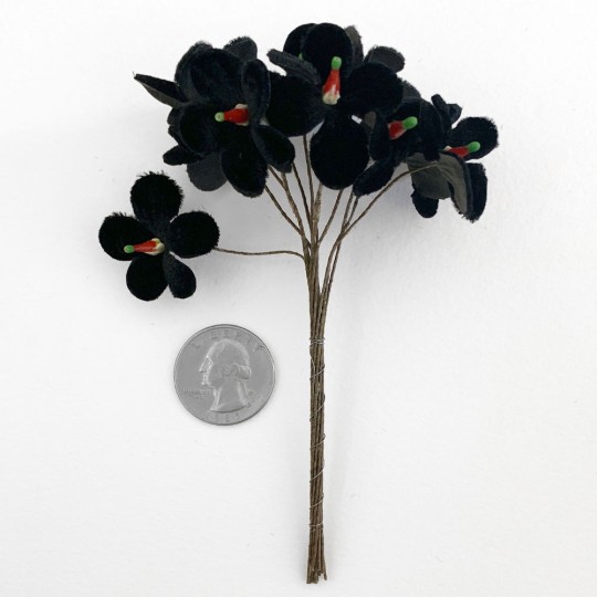 Bouquet of 12 Black Velvet Forget Me Nots ~ Czech Republic