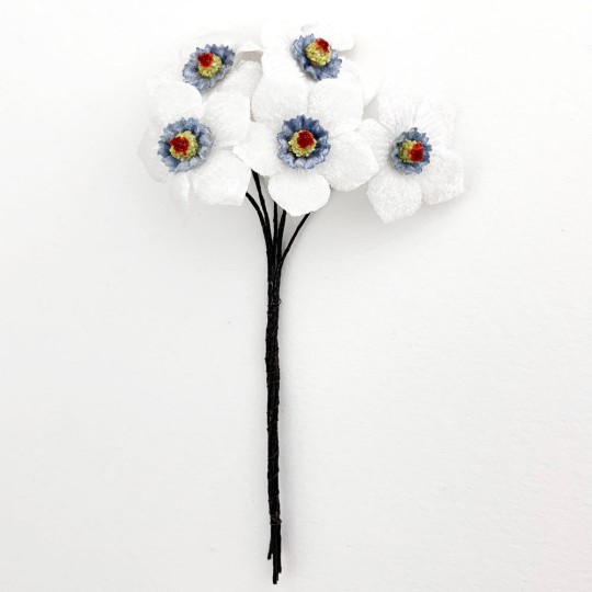 5 White and Blue Velvet Narcissus ~ Czech Republic