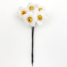 5 White and Yellow Velvet Narcissus ~ Czech Republic