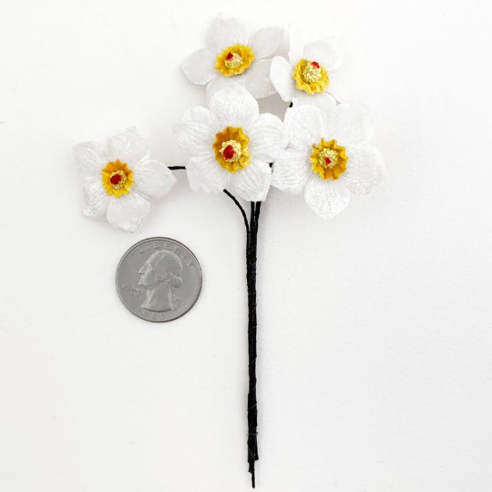 5 White and Yellow Velvet Narcissus ~ Czech Republic