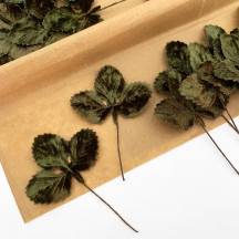 Set of 12 Velvet Strawberry Leaves ~ DARK GREEN SHADED