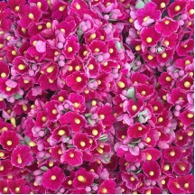 1 Bouquet of Paper Forget Me Nots in Fuchsia