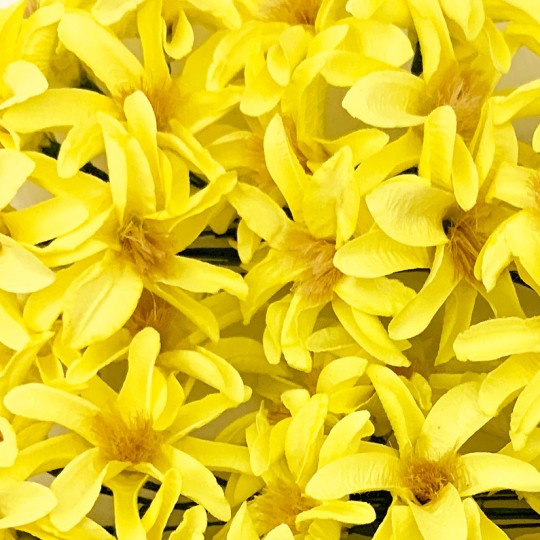 12 Yellow Paper Lilies or Star Flowers