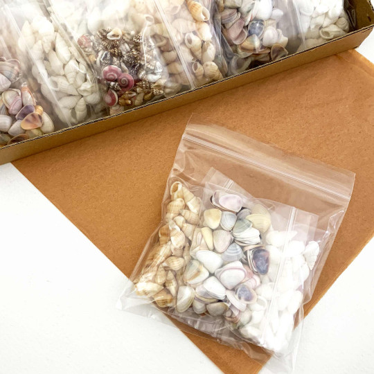Mixed Pack of Miniature Seashells for Sailor's Valentine Ornament Tutorial ~ 1.5oz 