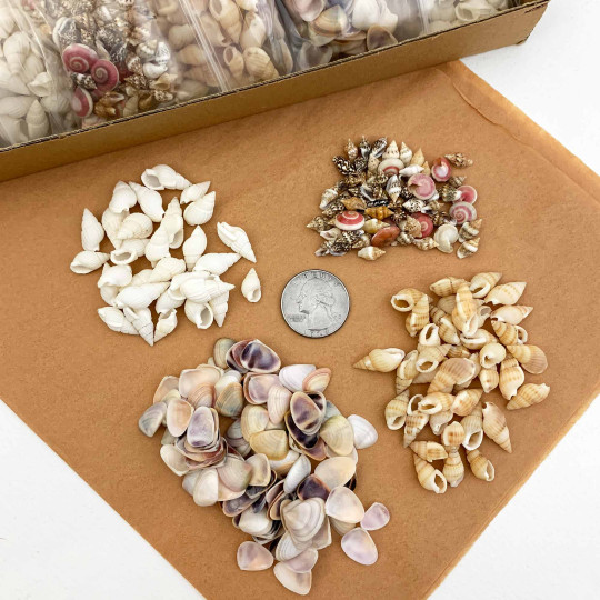 Mixed Pack of Miniature Seashells for Sailor's Valentine Ornament Tutorial ~ 1.5oz 