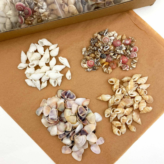 Mixed Pack of Miniature Seashells for Sailor's Valentine Ornament Tutorial ~ 1.5oz 