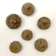 6 Real Natural Acorn Caps ~ 3/4" to 1" wide