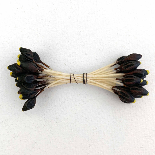 Brown and Yellow Shaped Flower Stamen