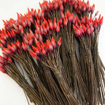 Long Stem Red and Brown Czech Flower Stamen